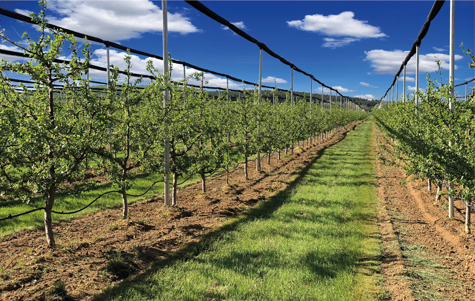 Plum trees